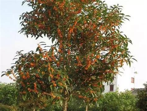 桂花陽台風水|桂花樹是鬼樹？家裡不能種桂花樹？桂花養哪裡好？